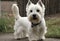 A view of a West Highland Terrier Dog