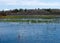 View of wetland spring grass growing in Upper Mason Pond in Belfast Maine