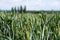 View of wheat field on a sunny day in June. Photographed near Heartwood Forest, Sandridge, Hertfordshire UK