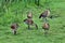 A view of a Whistling Duck