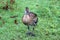 A view of a Whistling Duck