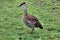 A view of a Whistling Duck