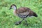 A view of a Whistling Duck