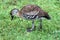 A view of a Whistling Duck