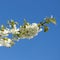 View of white blossoms growing on a cherry or apple tree stem in a fruit orchard from above. Group of delicate fresh
