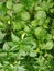 The view of white cayenne pepper plant in the garden