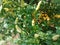 The view of white cayenne pepper plant in the garden