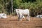 View of white Chianina breed cows on a tuscan field in Italy