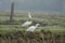 View of white Crane bird with yellow beak display with nature around