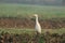 View of white Crane bird with yellow beak display with nature around