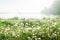View on white dandelions growing on meadow on foggy lake background