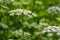 A view of a white-flowered meadow of Aegopodium podagraria L. from the apiales family, commonly referred to as earthen