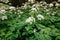 A view of a white-flowered meadow of Aegopodium podagraria L. from the apiales family, commonly referred to as earthen elder,