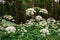 A view of a white-flowered meadow of Aegopodium podagraria L. from the apiales family, commonly referred to as earthen elder,