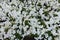 View of white flowers of petunias