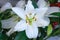 View of white lilies bouquet