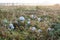 View on white mushrooms on field on early morning.