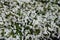 View of white petunias from above