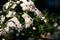 View of white Platycodon grandiflorus floral plant growing under the sunlight