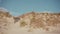 A view of white sand dunes scarcely covered with dry grass