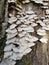View of White Scalloped Fungi Growing on a Tree Stump