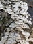 View of White Scalloped Fungi Growing on a Tree Stump