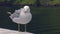 View of white seagull stay on ship in mountains with green forest. Summer day. Sea bird. Wind