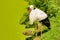 view of a white stork standing at the edge of a pond