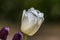A view of a white tulip in Chipping Warden, UK