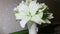 view of white wedding lily flowers in vase