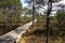 View of wide wooden walkway on a bog in Estonia in forest of spruces and pines