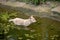 View of a wild dog on a manmade pond in the zoo