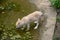 View of a wild dog on a manmade pond in the zoo