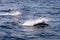 View of wild dolphins swimming in the sea of Rausu