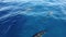 View of wild and free Bottlenose dolphins swimming in crystal clear blue water of Indian Ocean