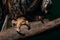 View of wild owl claws on wooden branch isolated on black