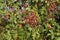 View of wild red berries hang on branches of shrubs in a forest