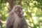 View of wild Yakushima Macaque monkey in Yakushima island, Japan