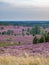 View from Wilsede hill through the landscape of Lueneburg Heath at sunset, Lower Saxony, Germany