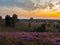 View from Wilsede hill through the landscape of Lueneburg Heath at sunset, Lower Saxony, Germany