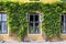 The view on the windows of the building with green leaves of liana.