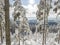 View of winter landscape with fields downhill over snowy spruce tree forest with snow covered conifers. Brdy Mountains