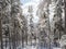 View of winter landscape with fields downhill over snowy spruce tree forest with snow covered conifers. Brdy Mountains