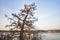 View of the winter river ice water forests trees larch branches space blue sky white