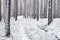 A view of wintery and snowy coniferous boreal forest