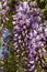 View of wisteria frutescens American blue rain flowers