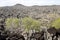 View of the wonderful limestone formations Ankarana, Madagascar