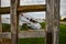 View through wood fence of crashed airplane in field