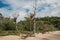 View of wood trunks and vegetation in the sand on cloudy day in Paraty Mirim.