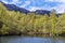 A view of the wooded shore of Loch Katrine in the Scottish Highlands